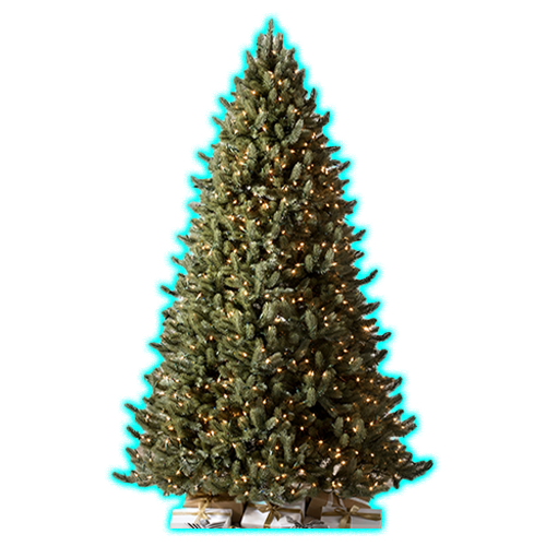 Vermont White Spruce Christmas Trees