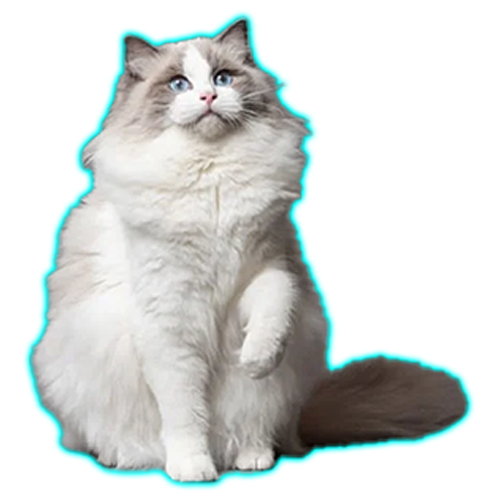 Ragdoll