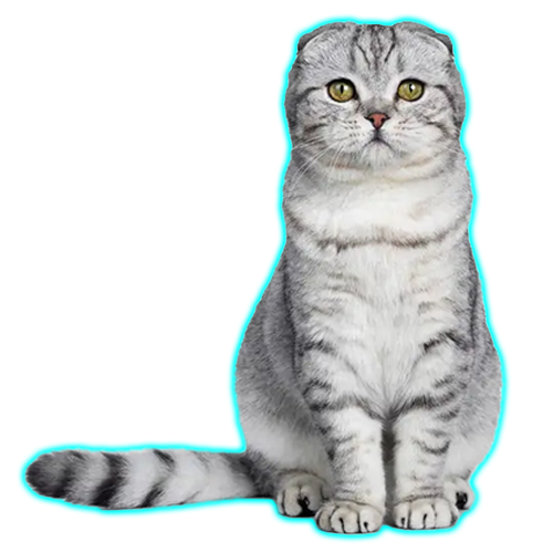Scottish Fold