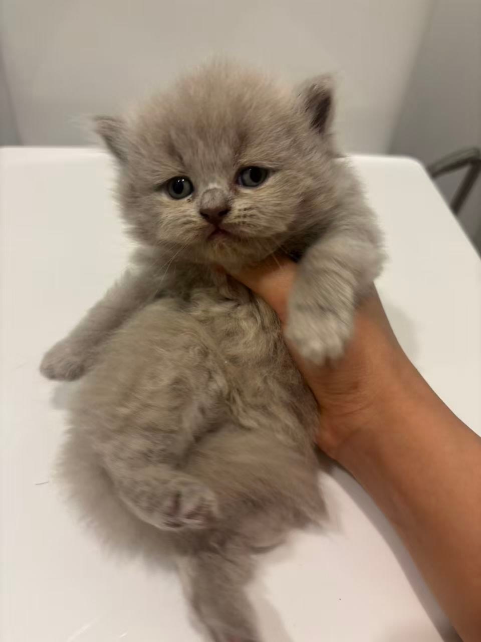 British shorthair