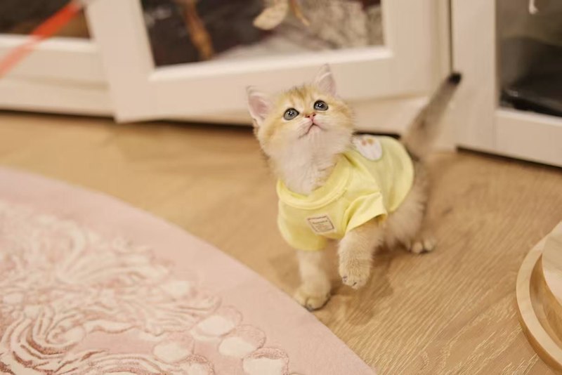 Pure breed rare color British shorthair kittens