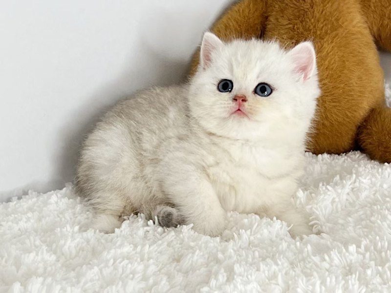 Pure breed rare color British shorthair kittens