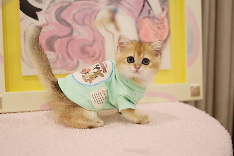 Pure breed rare color British shorthair kittens